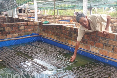 Nuôi ếch: Làm chơi, ăn thật, lãi gần 150 triệu đồng/năm