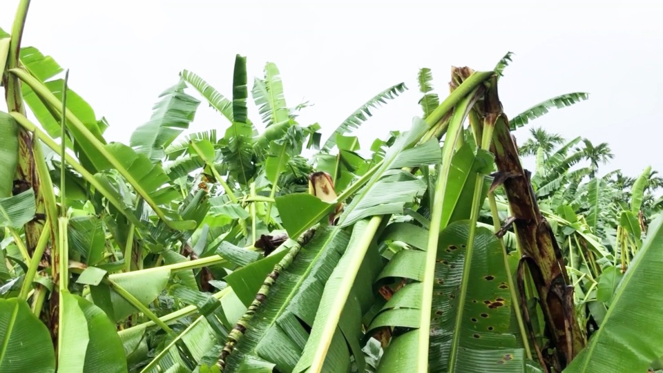 Quảng Ngãi: Công sức người trồng chuối tan tành theo mưa lũ - 3 Quảng Ngãi: Công sức người trồng chuối tan tành theo mưa lũ - 3