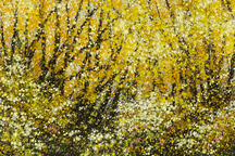 21 họa sĩ tham gia triển lãm trực tuyến "Xuôi dòng sông Thu 2023"