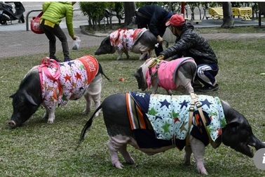 Tết Kỷ Hợi: Gặp người phụ nữ sống cùng 4 chú lợn khổng lồ ở Đài Loan