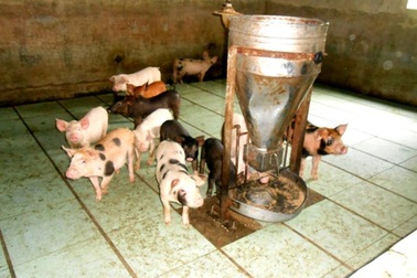 Kiếm hàng trăm triệu đồng/năm nhờ nuôi lợn trên nền gạch men