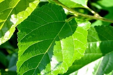 Lá dâu tằm và những lợi ích tuyệt vời cho sức khỏe ít được biết tới