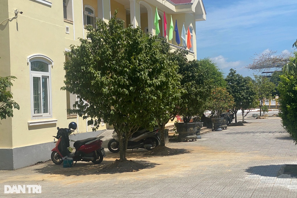 Đào loạt gốc mai trước ngày bàn giao trụ sở vì lo... không người chăm sóc - 2 Đào loạt gốc mai trước ngày bàn giao trụ sở vì lo... không người chăm sóc - 2