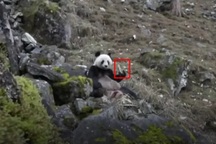 Cảnh tượng hiếm gặp khi gấu trúc thản nhiên ăn thịt sống