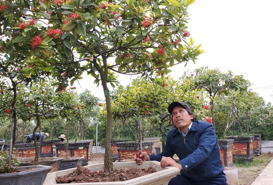 Đam mê giống cây cổ, nông dân thu hàng trăm triệu đồng mỗi năm - 2 Đam mê giống cây cổ, nông dân thu hàng trăm triệu đồng mỗi năm - 2
