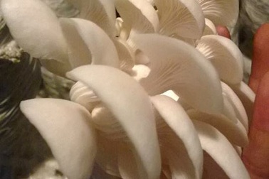 Rau sạch vườn nhà: Cẩm nang trồng nấm tại gia