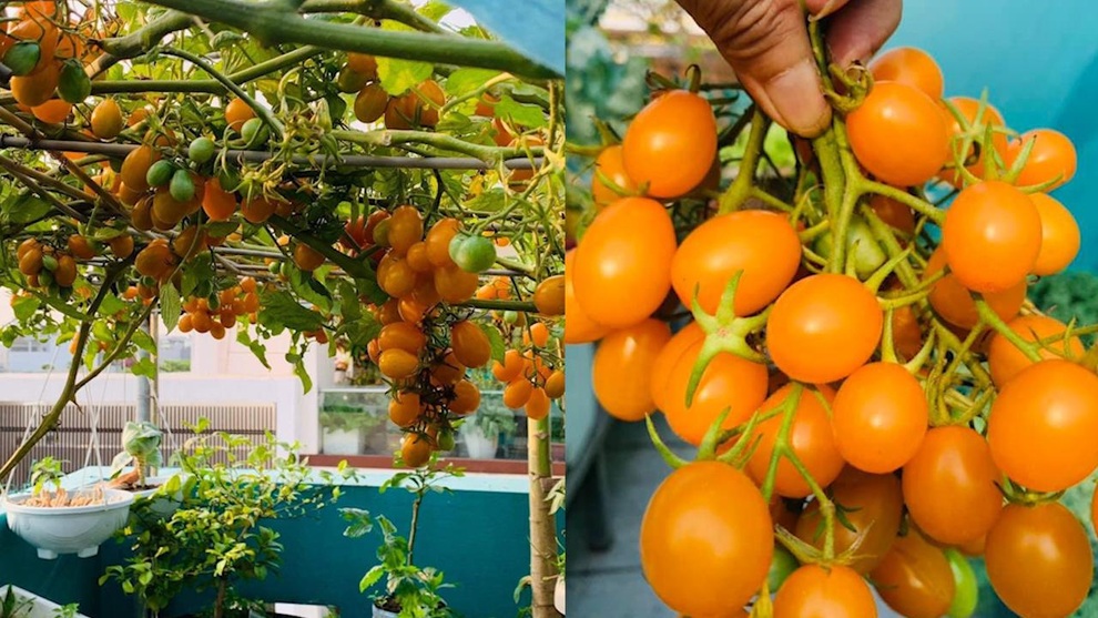 Hành trình làm nông dân sân thượng của người phụ nữ Đà Nẵng yêu vườn - 5 Hành trình làm nông dân sân thượng của người phụ nữ Đà Nẵng yêu vườn - 5