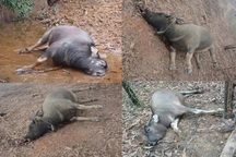 Xác định nguyên nhân trâu chết hàng loạt ở Quảng Trị