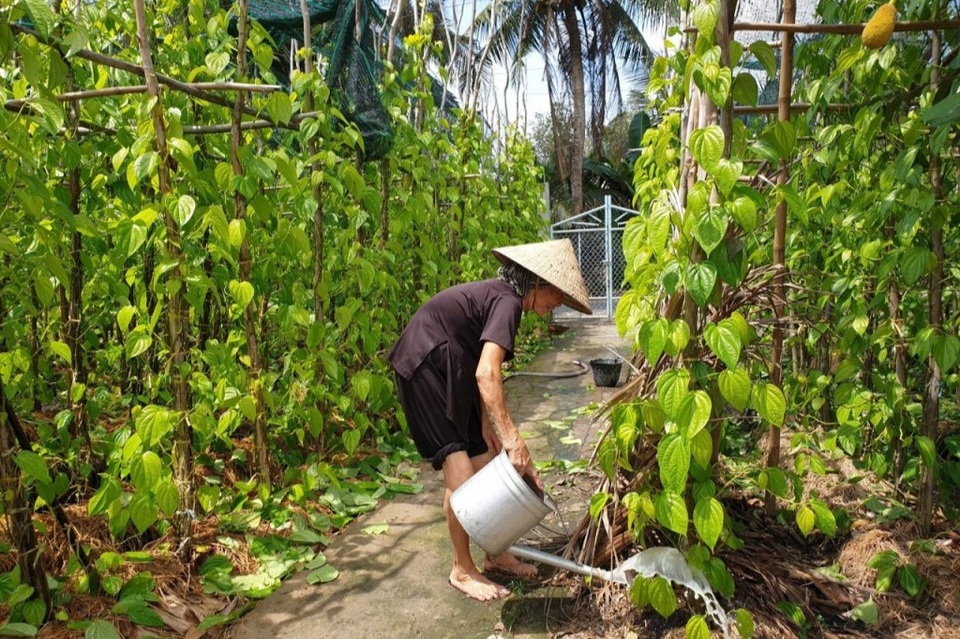 Cả làng ấm no nhờ trồng lá trầu để... xuất ngoại - 1 Cả làng ấm no nhờ trồng lá trầu để... xuất ngoại - 1