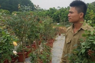 Bỏ công nhân về trồng hoa hồng, 8X thu 500 triệu đồng/năm