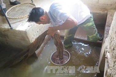 Vùng rươi nổi tiếng Hải Dương vào vụ