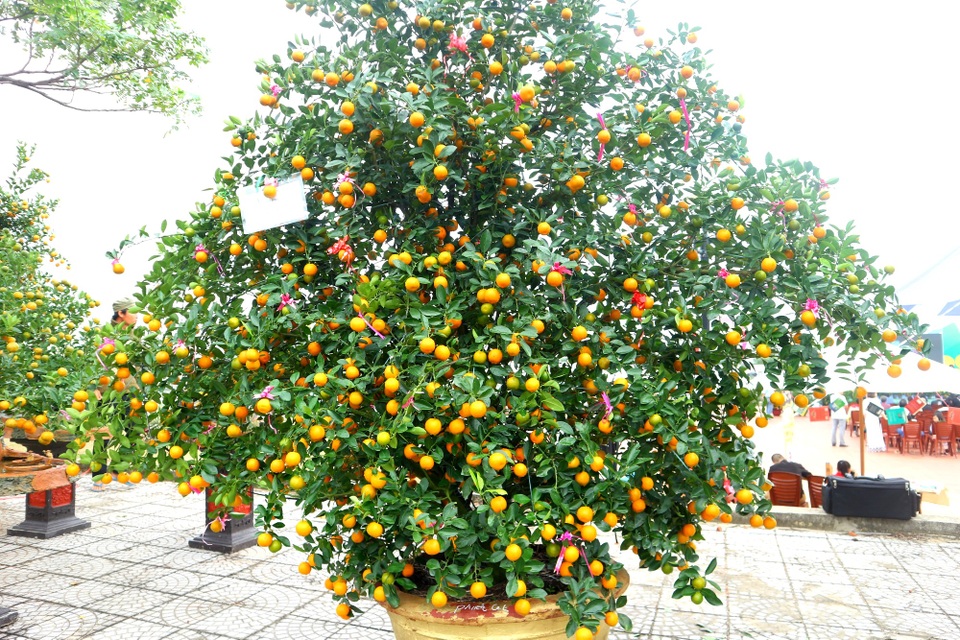 Độc đáo ngày hội quất cảnh tại thủ phủ quất Hội An - 2 Độc đáo ngày hội quất cảnh tại thủ phủ quất Hội An - 2