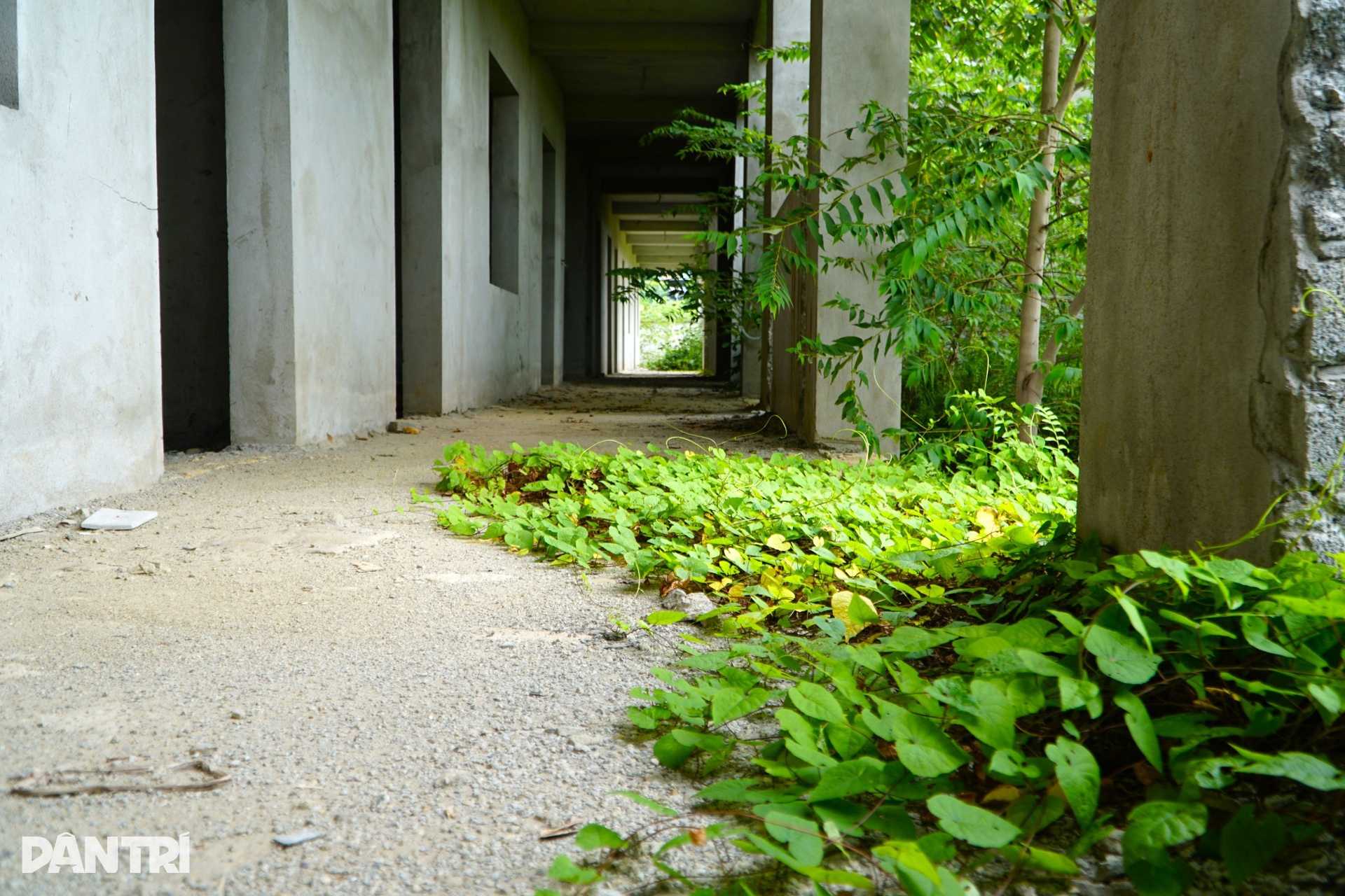 Dự án trường mầm non gần 30 tỷ đồng ở Thanh Hóa dang dở, cỏ dại mọc um tùm - 4