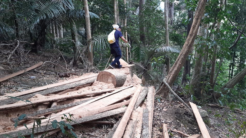 Khởi tố vụ phá rừng phòng hộ nghiêm trọng sau phản ánh của Báo Dân trí! - 1 Khởi tố vụ phá rừng phòng hộ nghiêm trọng sau phản ánh của Báo Dân trí! - 1
