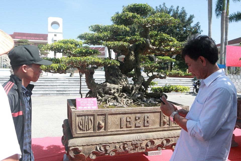“Siêu cây” của nông dân Thái Bình được trả 10 tỷ đồng vẫn lắc đầu không bán - 2