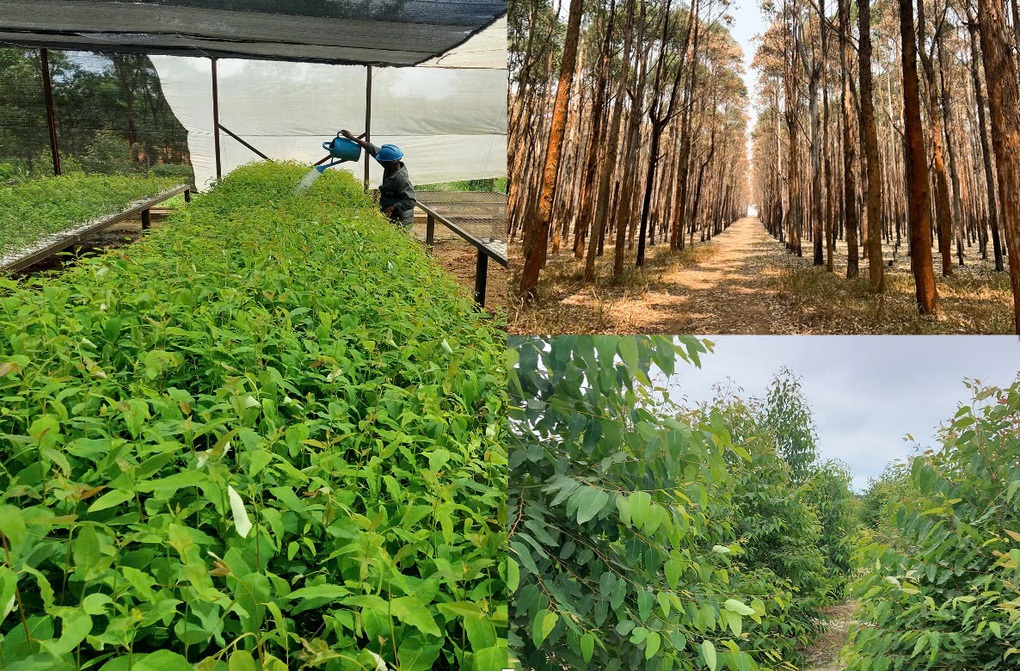 Tập đoàn Xuân Thiện hợp tác trồng 1 triệu ha rừng tại Angola - 2 Tập đoàn Xuân Thiện hợp tác trồng 1 triệu ha rừng tại Angola - 2