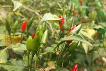 Quảng Ngãi: Kiếm tiền triệu từ đặc sản ớt xiêm rừng