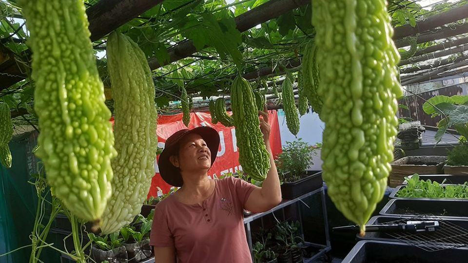 Quả trĩu cành, gà đẻ trứng trên sân thượng của bà chủ nhà trọ Sài Gòn - 9