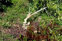 Nông dân cầu cứu khi 700 cây cà phê bị chặt phá