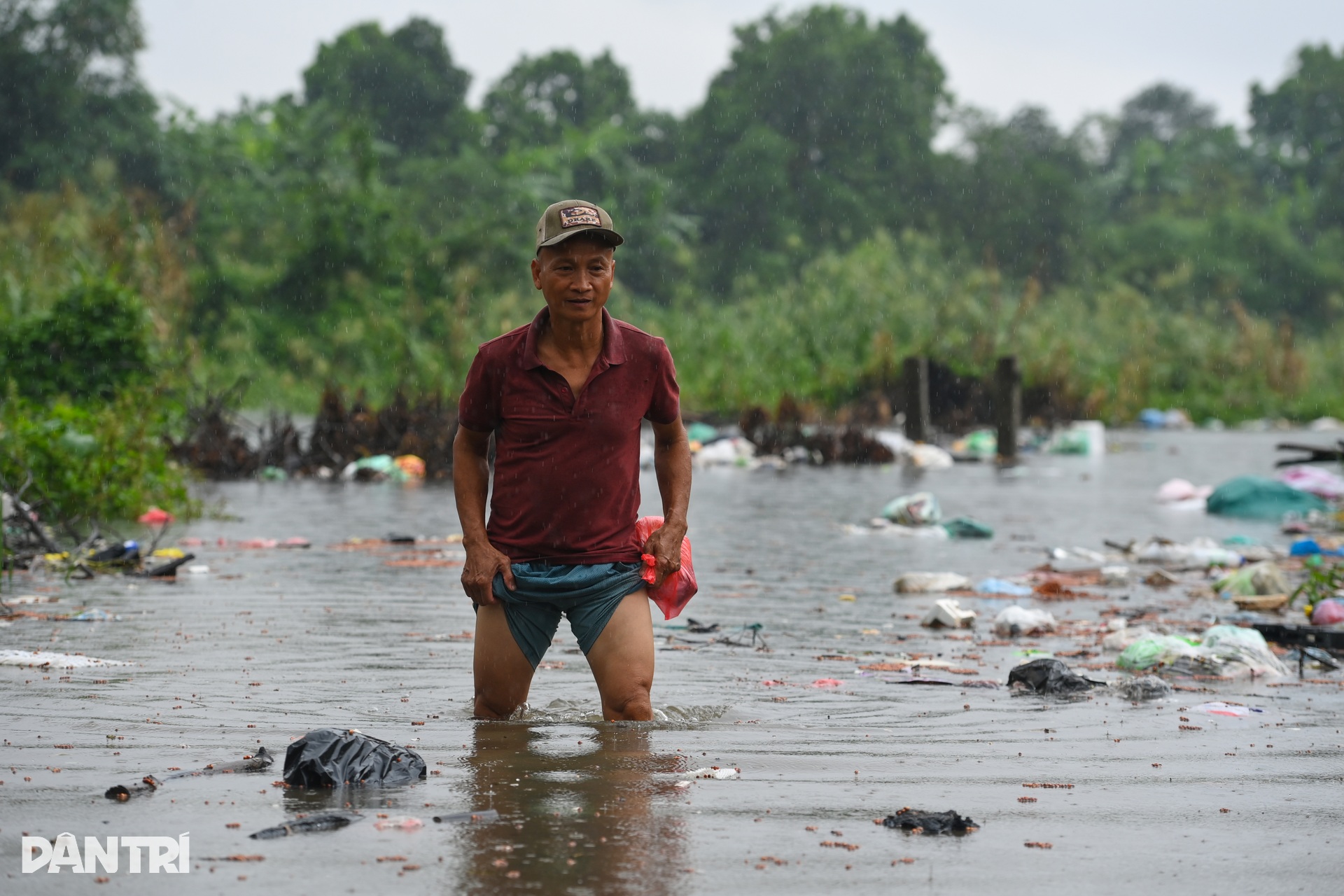 Nước sông Hồng lên cao, cô lập bãi giữa, ngập trắng hoa màu - 5