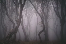 Bên trong khu rừng gây ám ảnh đáng sợ nhất thế giới mang tên "Tam giác quỷ"