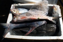 Cá Anh vũ Campuchia ươn thối về Việt Nam làm đặc sản