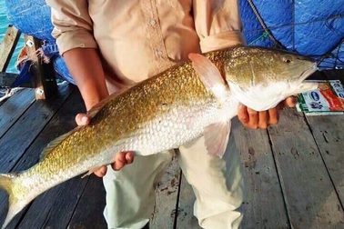 Ngư dân câu được cá nghi là sủ vàng, được trả giá 400 triệu đồng