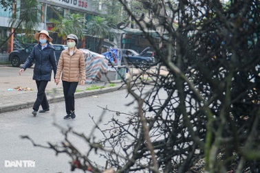 Cành hoa lê giá cả triệu đồng, "hết sốt" trở thành củi khô