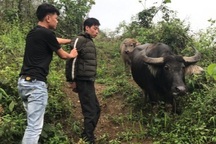 Trộm 4 con trâu rồi thuê ô tô chở sang tỉnh khác bán