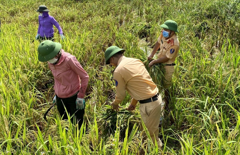 Công an giúp dân đang bị cách ly gặt lúa chạy bão - 4 Công an giúp dân đang bị cách ly gặt lúa chạy bão - 4