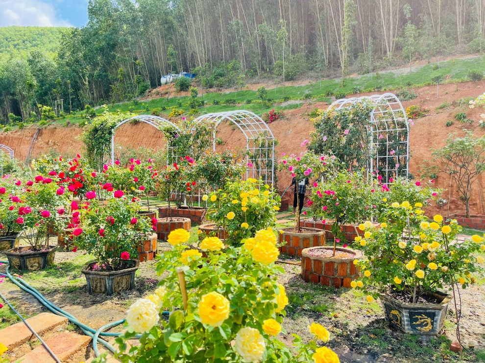 9X Đắk Lắk đánh liều bán ô tô, vay tiền thuê đất, làm vườn hồng 10.000 gốc - 14