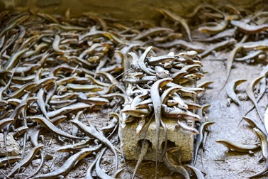 Tận mắt công nghệ nuôi côn trùng "đẻ" ra bạc tỷ giữa Thủ đô