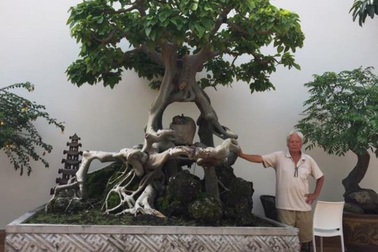 Xôn xao Nam Định: Cây sanh cổ bán kèm cổng nhà giá 6.000 USD?