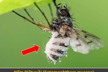 Sinh vật đáng sợ biến con mồi thành xác sống rồi ăn sạch nội tạng