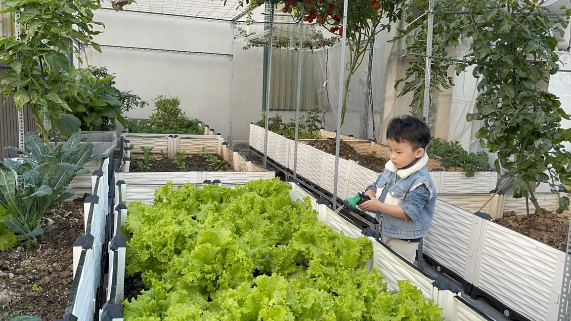Cặp vợ chồng chi 50 triệu đồng, bê 2 tấn đất, làm vườn sân thượng ở Hà Nội - 14 Cặp vợ chồng chi 50 triệu đồng, bê 2 tấn đất, làm vườn sân thượng ở Hà Nội - 14