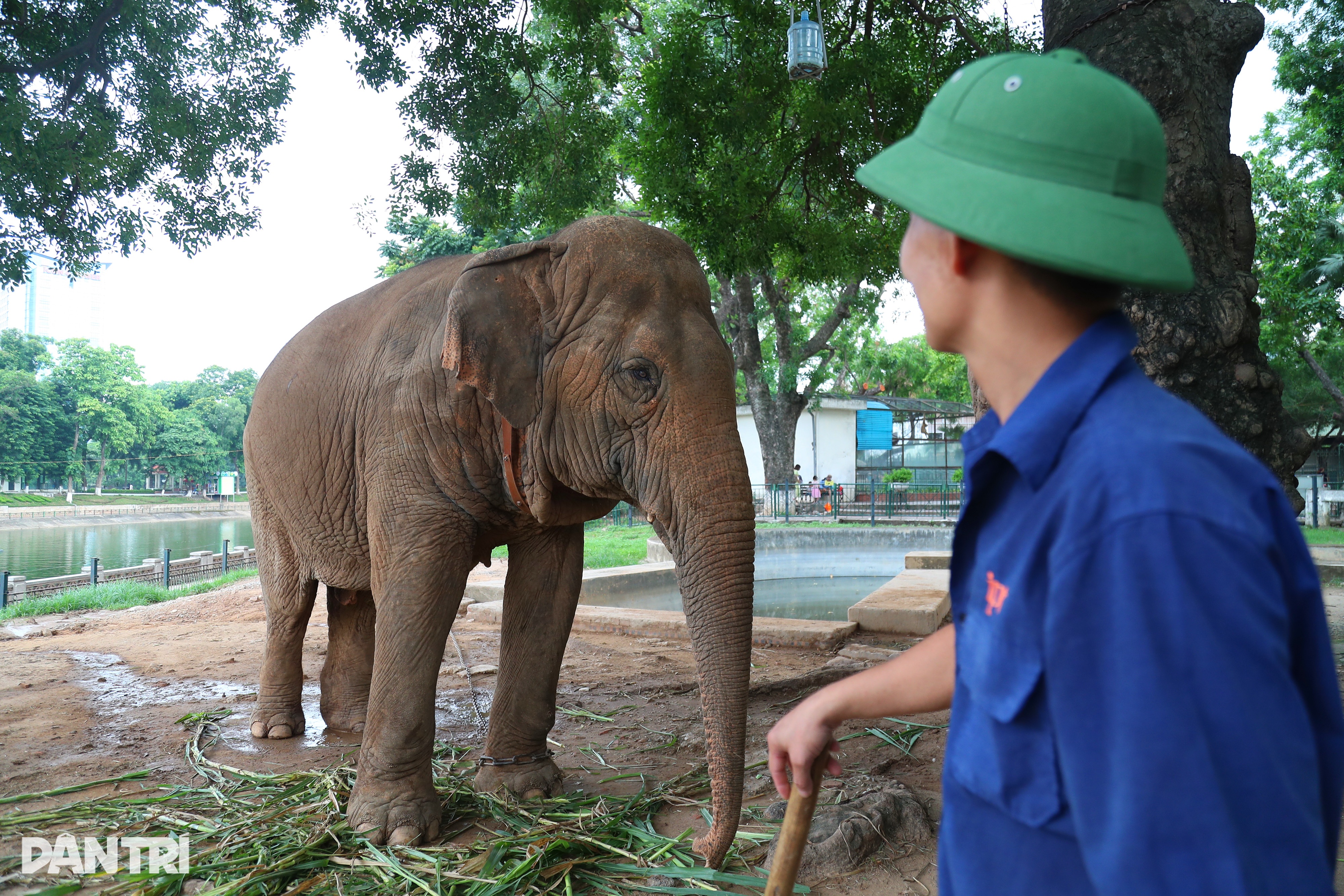 Sponzorujeme náklady na záchranu 2 slonů v parku Thu Le - 4 Tài trợ chi phí giải cứu 2 cá thể voi ở công viên Thủ Lệ - 4