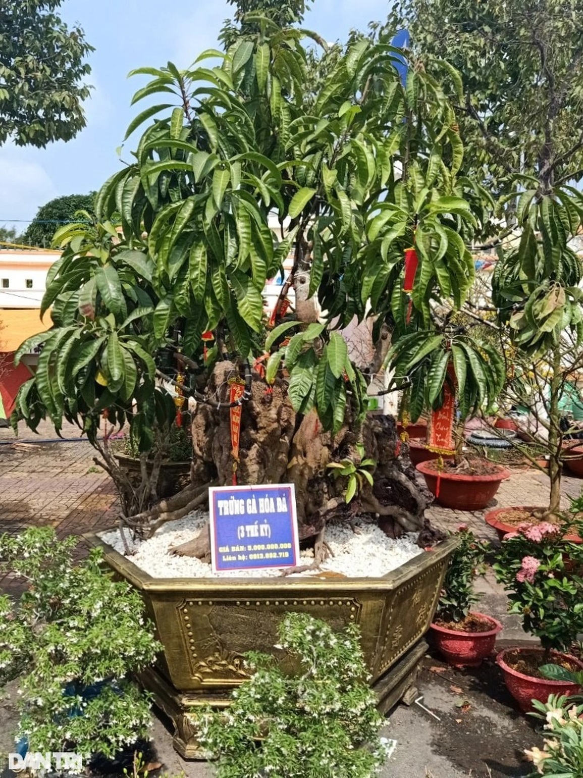 Cụ cây lêkima rao bán 5 tỷ đồng ở chợ hoa Tết xứ Công tử Bạc Liêu - 1 Cụ cây lêkima rao bán 5 tỷ đồng ở chợ hoa Tết xứ Công tử Bạc Liêu - 1