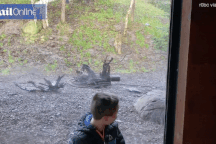 Đứng tim trước cảnh bé trai bị hổ vồ qua cửa kính