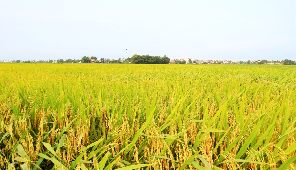 Cánh đồng lúa Hội An đã chín vàng nhưng vắng bóng du khách - 1 Cánh đồng lúa Hội An đã chín vàng nhưng vắng bóng du khách - 1