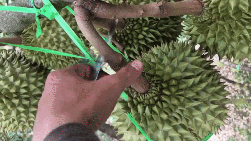 Cảnh thu hoạch sầu riêng ở Việt Nam khiến nhiều người xem giật thót tim - 2