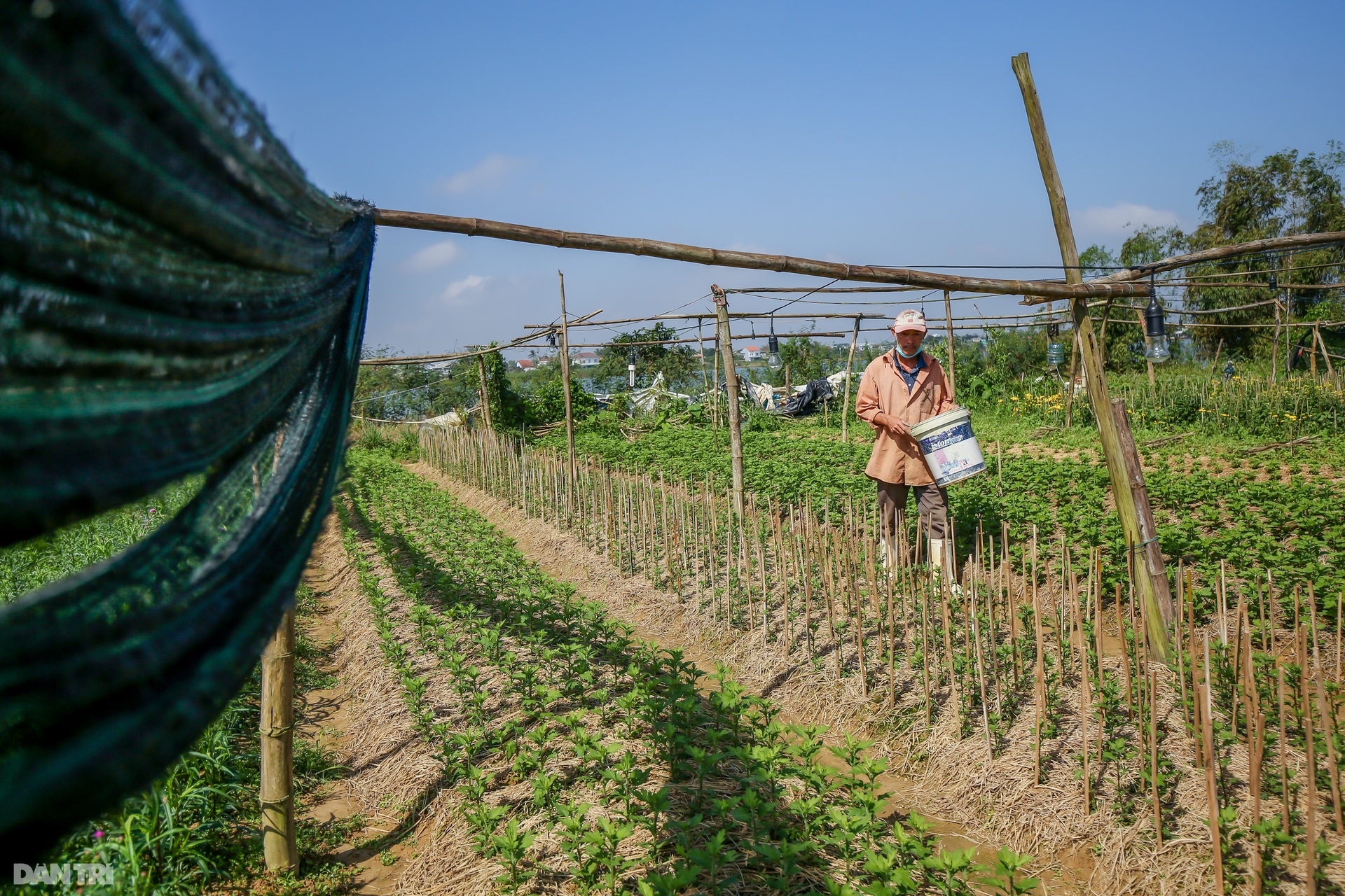 Nông dân Thừa Thiên Huế lo mất trắng vụ hoa Tết 2022 - 4