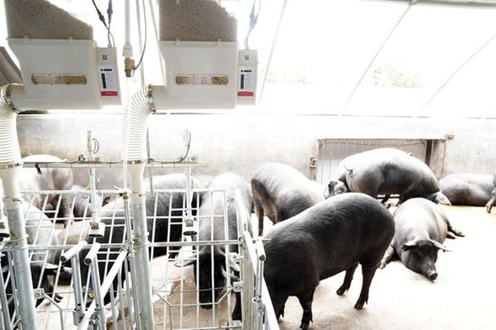 Hệ thống thông minh nghe tiếng lợn cảnh báo bệnh sớm, tiết kiệm tiền tỷ - 1 Hệ thống thông minh nghe tiếng lợn cảnh báo bệnh sớm, tiết kiệm tiền tỷ - 1