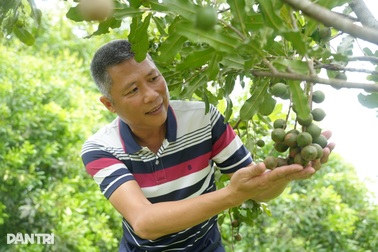 Đưa cây mắc ca trở lại vùng đất Phủ Quỳ