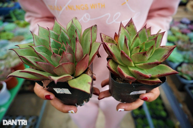 Với 300.000 đồng khởi nghiệp trồng xương rồng, cô gái trẻ thu "bộn tiền"