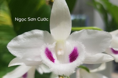 Quảng Ninh vào cuộc xác minh thương vụ lan var 250 tỷ đồng