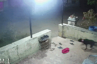 Sốc khoảnh khắc báo hoa mai vào làng, bắt trộm chó nhà trong nháy mắt