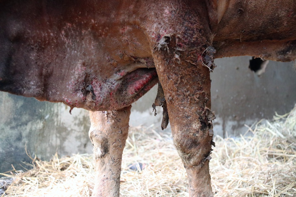 Người chăn nuôi xót xa nhìn bò bị nấm da, bong tróc từng mảng sau lũ - 3