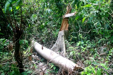 Mua bán quả quý trên rừng, bị phạt nặng