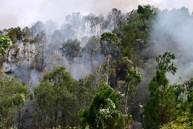 Rừng keo bị thiêu rụi, rừng thông bốc cháy 