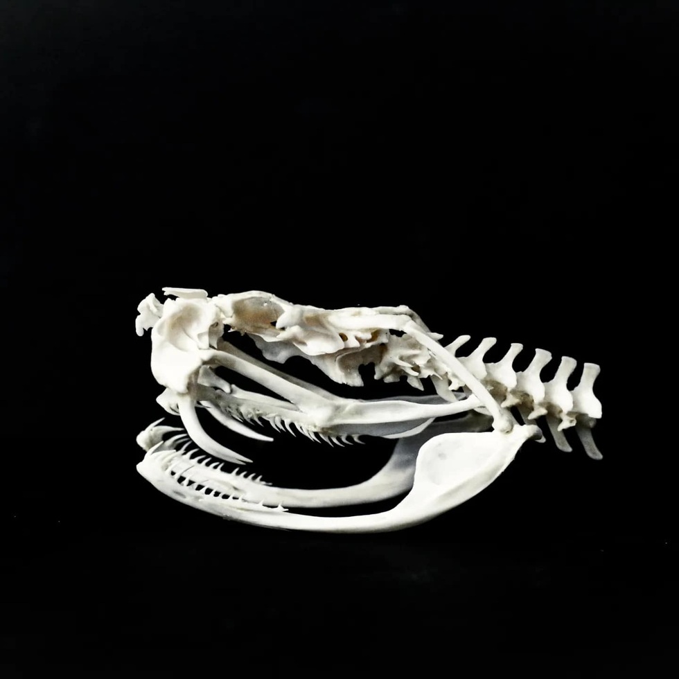 Loài rắn lục có răng nanh dài và độc nhất được phân bố tại Việt Nam - 4